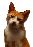 le chat